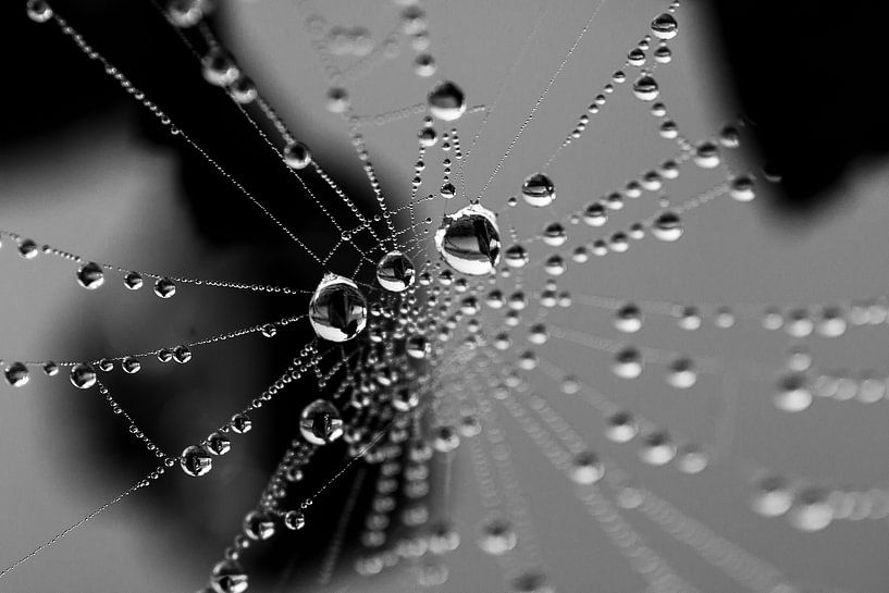 Drops von Ruud van Ravenswaaij