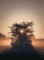 Foggy sunrise in the shape of a heart