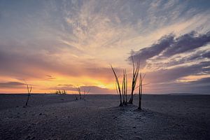 Helmgras op strand Schiermonnikoog von Edwin van Wijk