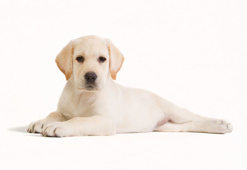 Chiot labrador blond dans le studio - Puppy Love par Dagmar Hijmans