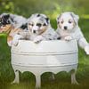 3 puppy's in een emmer van Cindy Van den Broecke