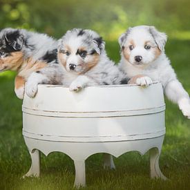 3 puppy's in een emmer van Cindy Van den Broecke