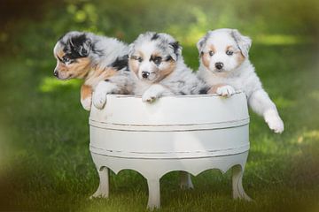 3 puppies in a bucket by Cindy Van den Broecke