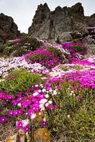 Blumen auf den Felsen