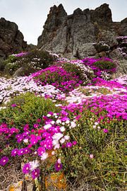 Fleurs sur les rochers sur Ron ter Burg