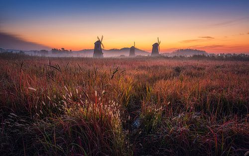 Ochtend in de velden