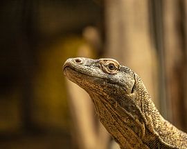Komodo Dragon up close by Wouter van Agtmaal