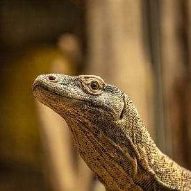 Komodovaraan van dichtbij van Wouter van Agtmaal