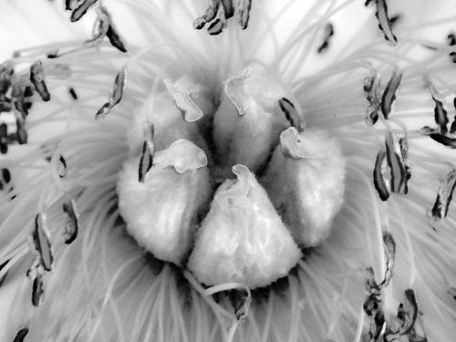 Peony in black and white 1