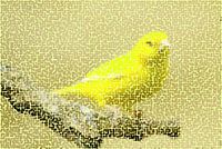 Vögel 6