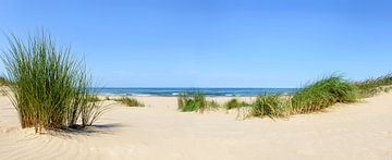 Dunes à la plage avec des herbes marram lors d'une belle journée d'été à la plage de la mer du Nord sur Sjoerd van der Wal Photographie