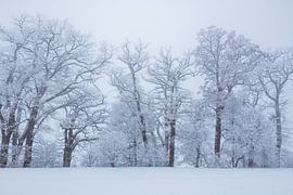 Frostiger Morgen von Denis Feiner