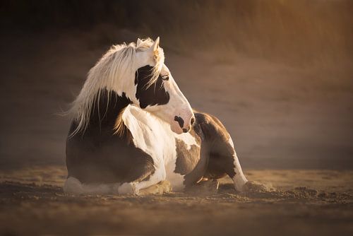 Paard gaat liggen en geniet van het strand | paardenfotografie | irish cob
