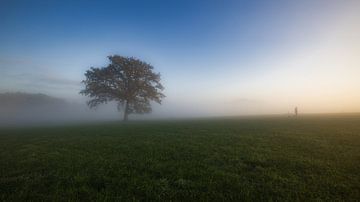 Boom in de mist van Henrys-Photography
