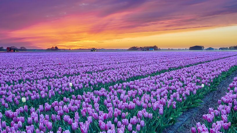 Tulips in a bulb field during Sunset by eric van der eijk