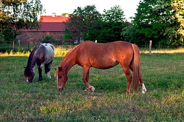 L'amitié des chevaux à la ferme sur Silva Wischeropp