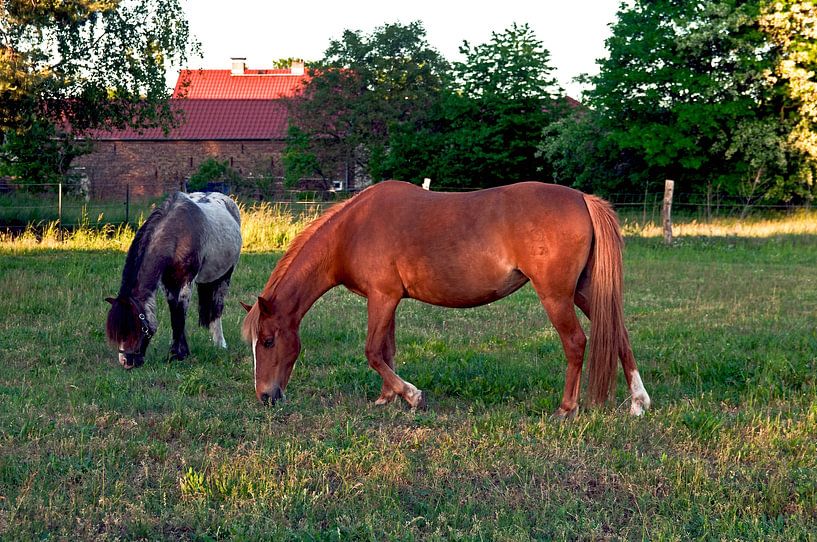 Horse friendship on the farm by Silva Wischeropp