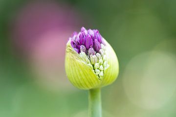 Sierui Allium bloem in knop - Keukenhof von Lindy Hageman
