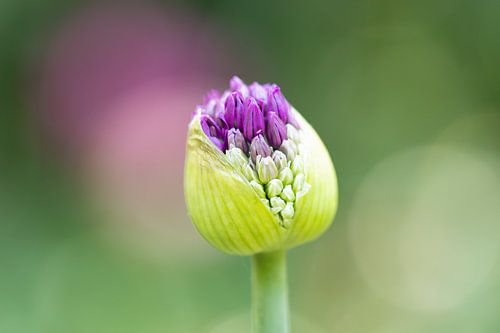 Sierui Allium bloem in knop - Keukenhof