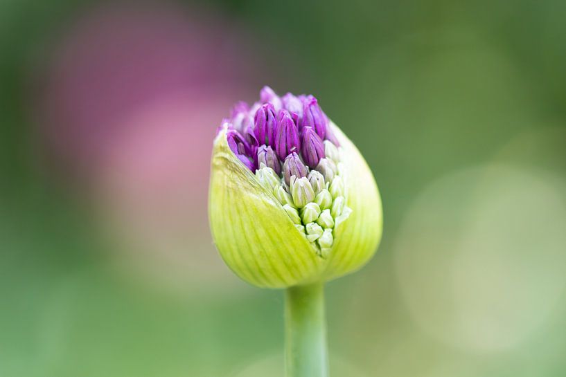 Sierui Allium bloem in knop - Keukenhof von Lindy Hageman