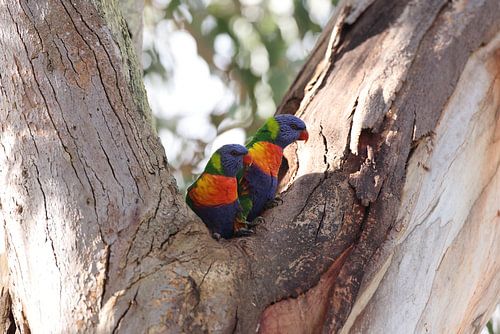 Regenbooglori (Trichoglossus moluccanus), Queensland, Australië