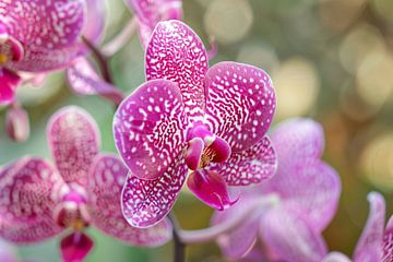 Close-up van een bloeiende roze orchidee van Imperial Art House