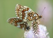 Kwartel Tarwe Vlinder II - Melitaea athalia van Iris Volkmar thumbnail