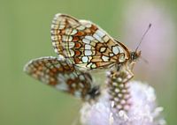 Common Quail Wheat Butterfly II - Melitaea athalia