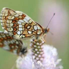 Kwartel Tarwe Vlinder II - Melitaea athalia van Iris Volkmar