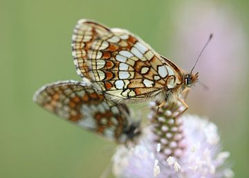 Kwartel Tarwe Vlinder II - Melitaea athalia van Iris Volkmar