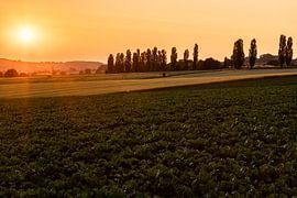 Sunrise with a beautiful view of the typical Italian poplars by Kim Willems
