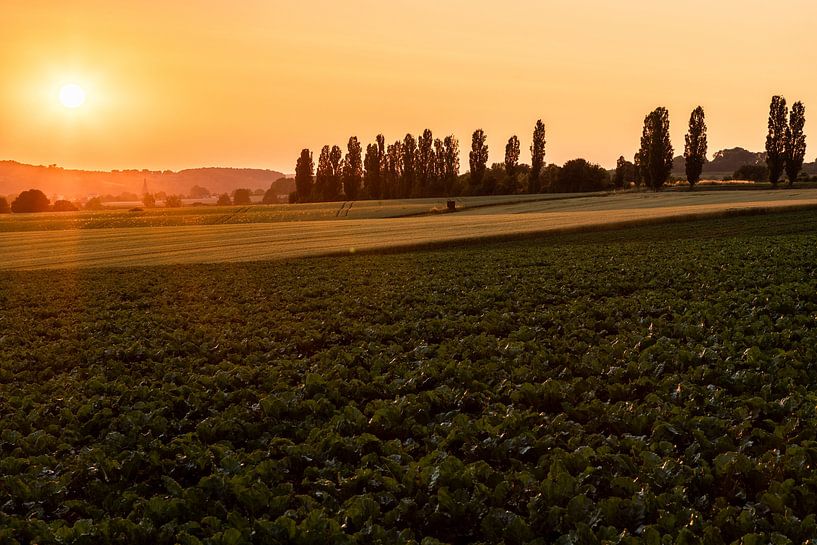 Zonsopgang met een prachtige zicht op de typische Italiaanse populieren van Kim Willems