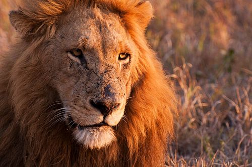 Alpha Leo enjoys in the afternoon twilight 