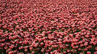 Een veld vol rood witte tulpen van Hans de Waay thumbnail