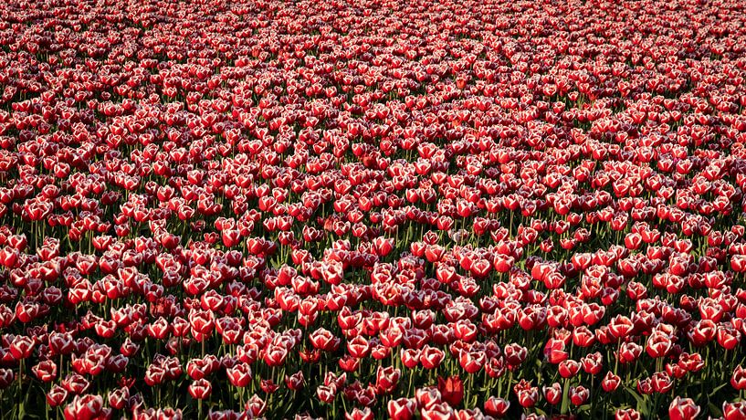 Een veld vol rood witte tulpen van Hans de Waay