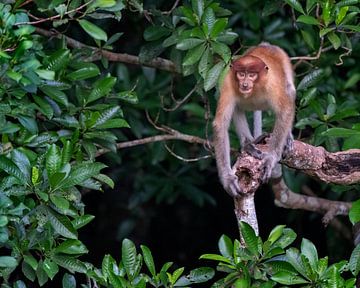 Probiscus-Affe im Dschungel von Zentralkalimantan