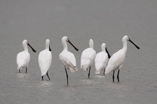 Spoonbills in a rainstorm
