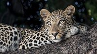 leopard in Chobe N.P. Botswana