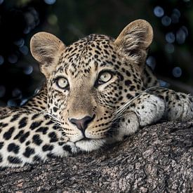 léopard à Chobe N.P. Botswana sur t.a.m. postma