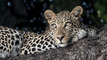 leopard in Chobe N.P. Botswana by t.a.m. postma