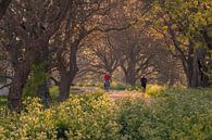 Sunny morning on Notendijk on Marienwardt estate by Moetwil en van Dijk - Fotografie thumbnail