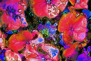 bloemen abstracte beeldbewerking van appie bonis