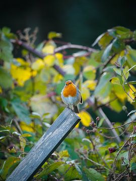 Robin in rural setting by Pascal Raymond Dorland