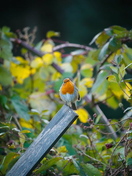 Robin en milieu rural par Pascal Raymond Dorland