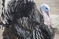 türkei hässliche pracht