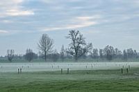 Weides met bomen op een mistige winterdag