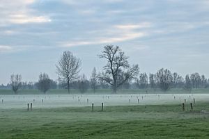 Weides met bomen op een mistige winterdag