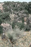 Green nature in a national park