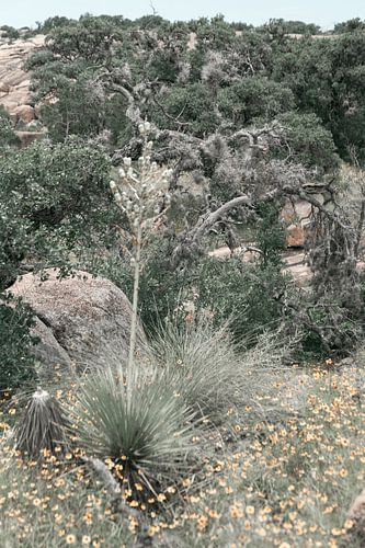 Grüne Natur in einem Nationalpark
