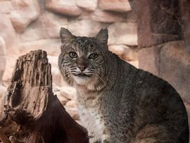 Rode Lynx : Koninklijke Burgers' Zoo